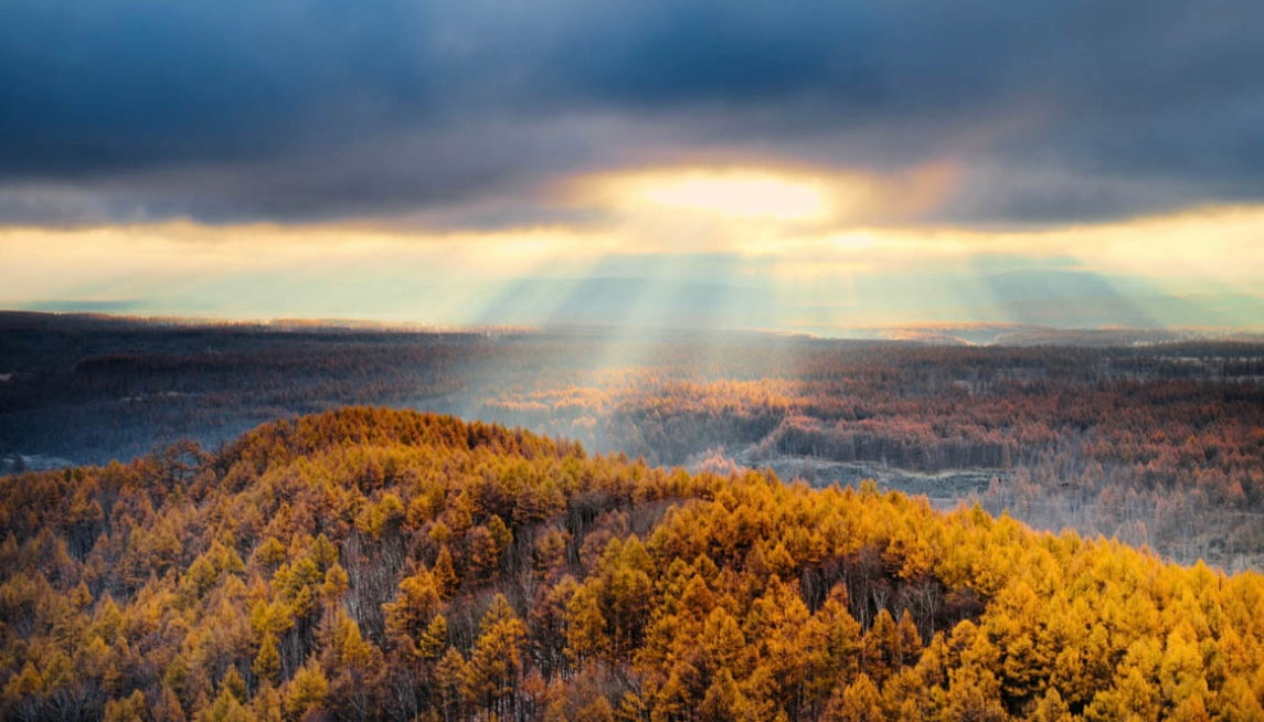 Inspiración de naturaleza y moda, bosque dorado desde dron como fondo de colección otoño