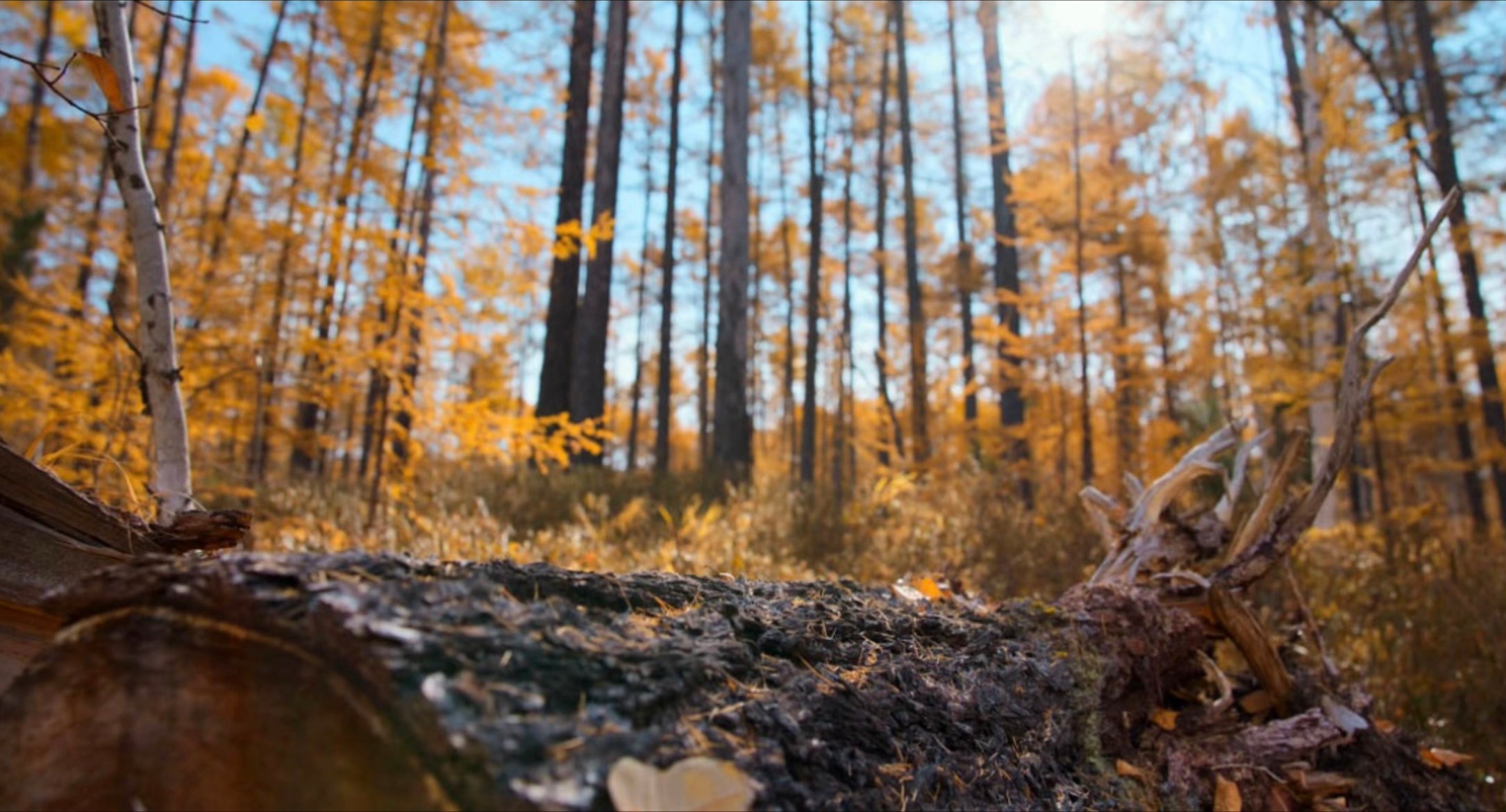 Bosque otoñal con árboles dorados, inspiración natural para ropa de mujer